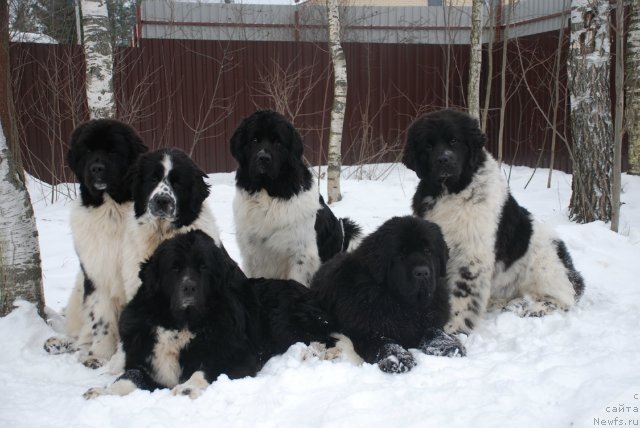Фото: ньюфаундленд Aquatoriya Kelvin Only Love (Акватория Келвин Онли Лав), ньюфаундленд Piternyuf Prodigy (Питерньюф Продижи), ньюфаундленд Mag Ispolin Lavina (Маг Исполин Лавина), ньюфаундленд Pitern'yuf In It To Vin It (Питерньюф Ин Ит То Вин Ит), ньюфаундленд Fluffy Avalanche Satisfaction of My Ambitions (Флюфи Аваланч Сатисфастион оф Май Амбитионс), ньюфаундленд Fluffy Avalancn Small Star Will Outshine All (Флюфи Аваланч Смалл Стар Вилл Оутшине Алл)