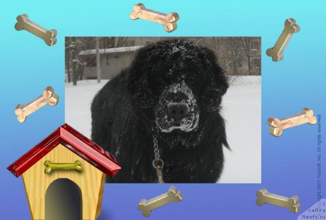 Фото: ньюфаундленд Arman'yak Dushi Moey (Арманьяк Души Моей)