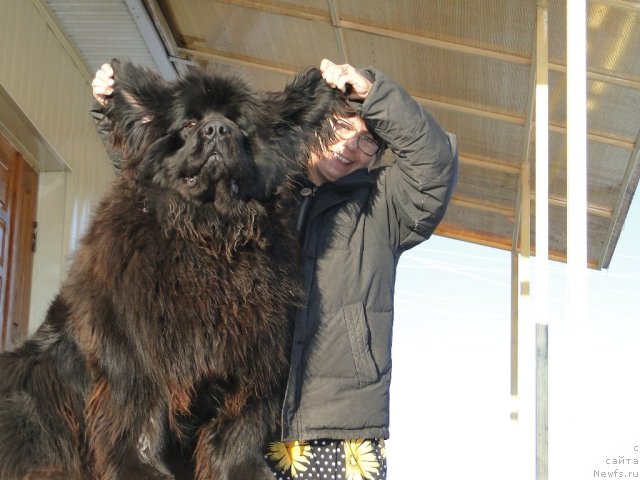 Фото: ньюфаундленд Akvatoriya Kelvin Politikan (Акватория Келвин Политикан)