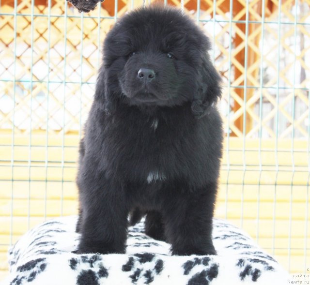 Фото: ньюфаундленд Akvatoriya Kelvin Zaskiya (Акватория Келвин Заския)