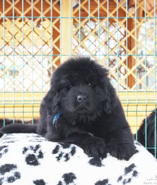 Фото: ньюфаундленд Akvatoriya Kelvin Zaskiya (Акватория Келвин Заския)