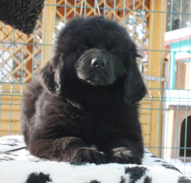 Фото: ньюфаундленд Aquatoriya Kelvin Impressa (Акватория Келвин Импресса)