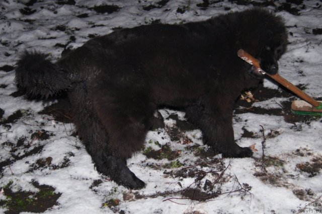 Фото: ньюфаундленд Plushevaya Panda Udivitelnaja Kejt (Плюшевая Панда Удивительная Кейт)