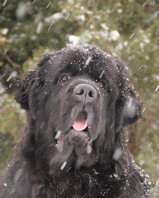 Фото: ньюфаундленд Sila s Berega Dona (Сила с Берега Дона)
