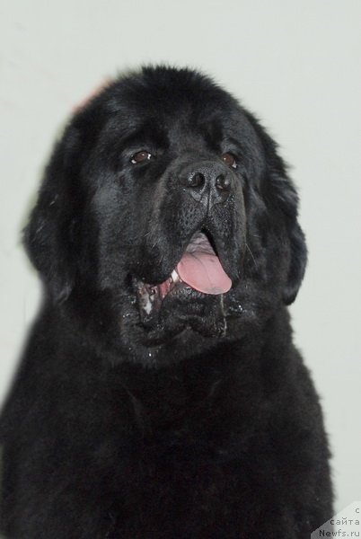 Фото: ньюфаундленд Very Fairweathers X'Got The Rhythm