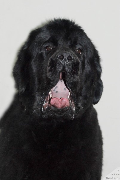 Фото: ньюфаундленд Very Fairweathers X'Got The Rhythm