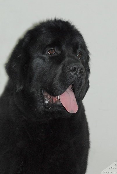 Фото: ньюфаундленд Very Fairweathers X'Got The Rhythm