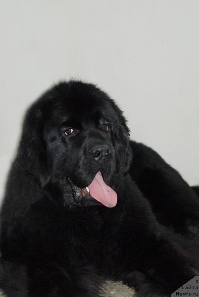 Фото: ньюфаундленд Very Fairweathers X'Got The Rhythm