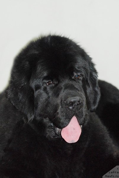 Фото: ньюфаундленд Very Fairweathers X'Got The Rhythm