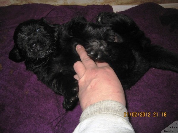 Фото: дети, ньюфаундленд N'yufort Lapochka Dochka (Ньюфорт Лапочка Дочка)