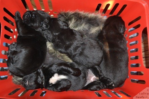 Фото: дети, ньюфаундленд Potap SHalen (Потап Шален), ньюфаундленд King of Helluland I'm Precious