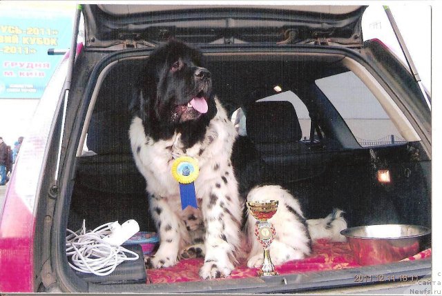 Фото: ньюфаундленд Velyke Malyatko Yabluneva Krasunya