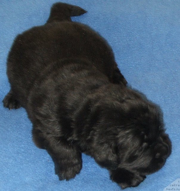 Фото: ньюфаундленд Plushevaya Panda Charisma (Плюшевая Панда Харизма)