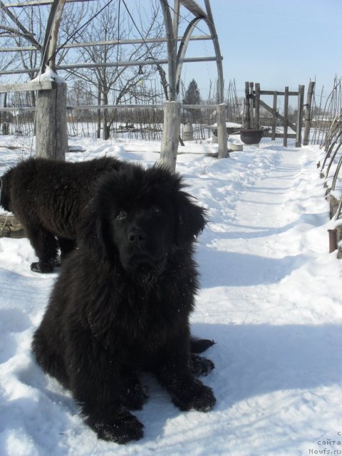 Фото: ньюфаундленд Dusha-Devitsa (Душа-Девица)