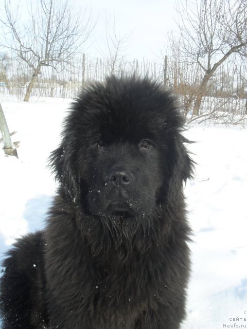 Фото: ньюфаундленд Demi Mur (Деми Мур)