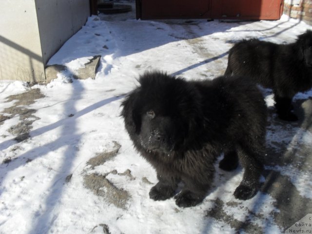 Фото: ньюфаундленд Djo YAng (Джо Янг)