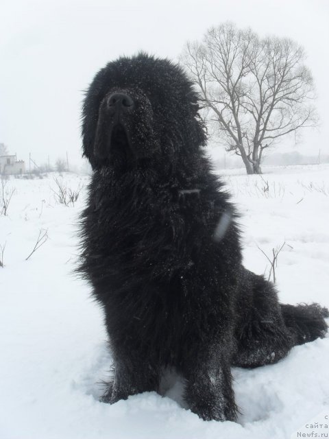 Фотография № 87929