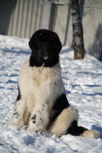 Фотография № 87930