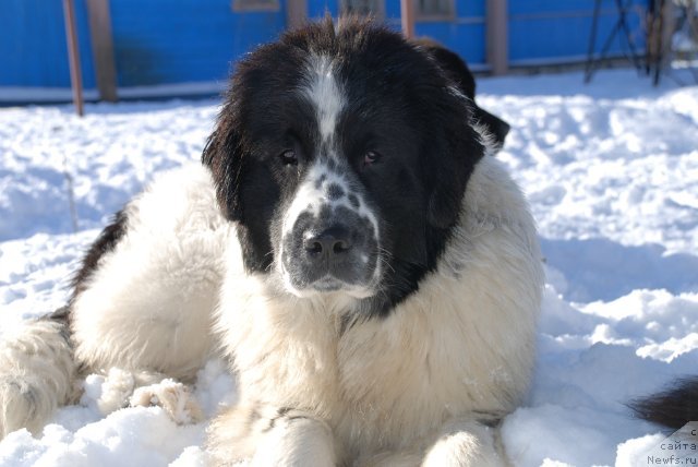 Фотография № 87931