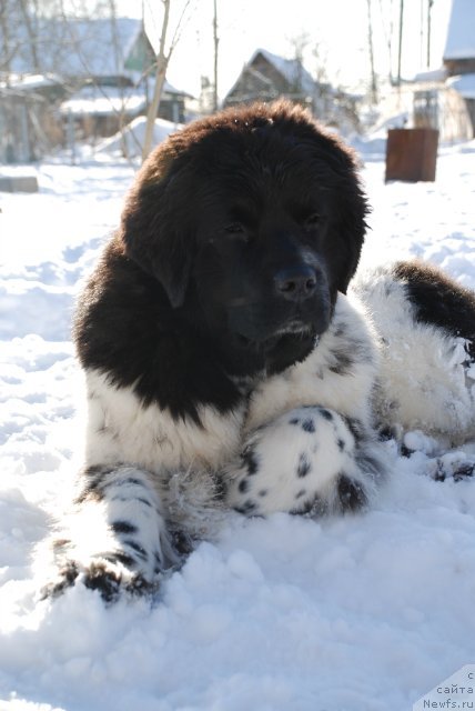 Фотография № 87932