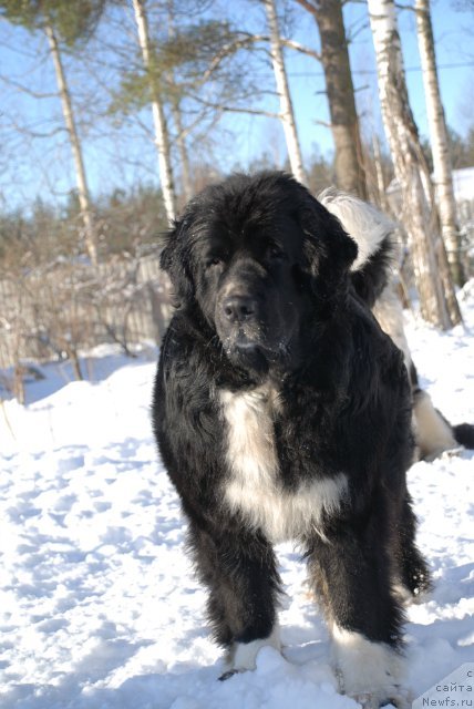 Фотография № 87933