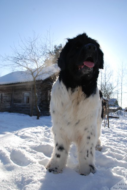 Фото: ньюфаундленд Piternyuf Prodigy (Питерньюф Продижи)