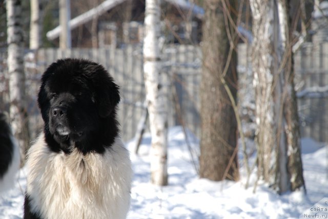 Фотография № 87935