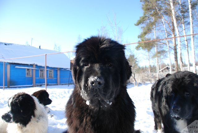 Фотография № 87938