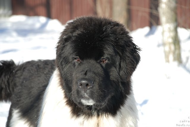 Фото: ньюфаундленд Pitern'yuf In It To Vin It (Питерньюф Ин Ит То Вин Ит)
