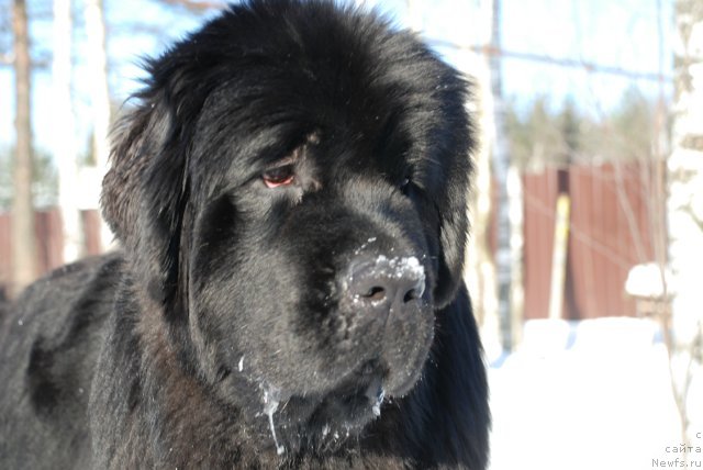 Фото: ньюфаундленд Aquatoriya Kelvin Only Love (Акватория Келвин Онли Лав)