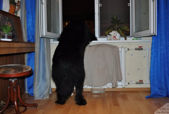 Фото: ньюфаундленд Beguschaya po Volnam Zurbagan (Бегущая по Волнам Зурбаган)