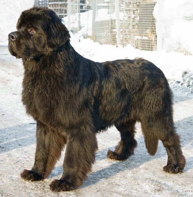 Фотография № 87969