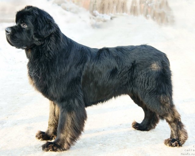 Фотография № 87971