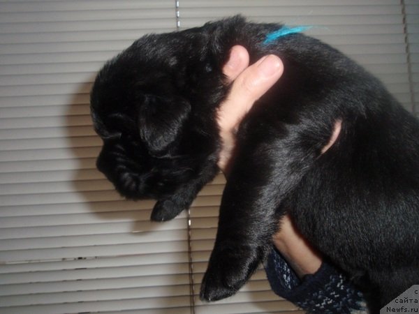 Фото: дети, ньюфаундленд Potap SHalen (Потап Шален)