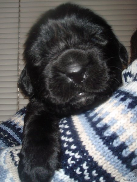 Фото: дети, ньюфаундленд Potap SHalen (Потап Шален)