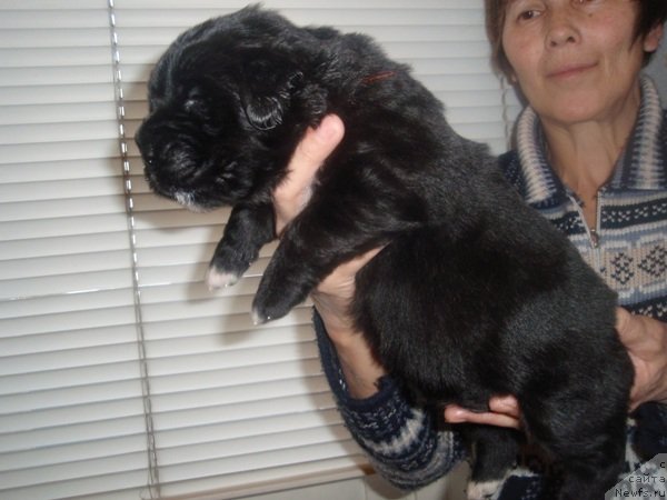 Фото: дети, ньюфаундленд Potap SHalen (Потап Шален), Alevtina Batyan (Алевтина Батян)