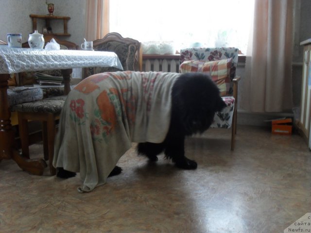 Фотография № 87985