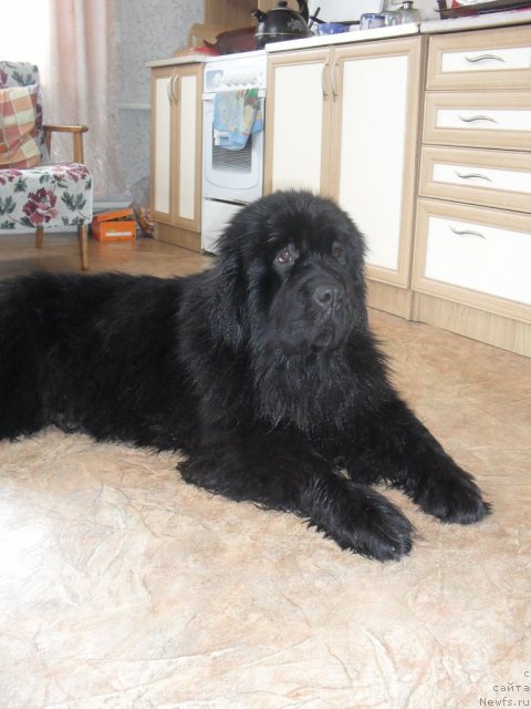 Фото: ньюфаундленд Slavjanka s Berega Dona (Славянка с Берега Дона)