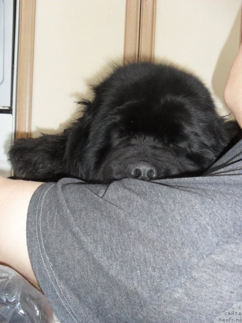 Фото: ньюфаундленд Slavjanka s Berega Dona (Славянка с Берега Дона)