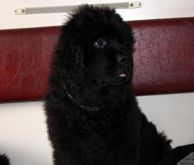 Фото: ньюфаундленд Byella Moss Amadeus (Бэлла Мосс Амадеус)