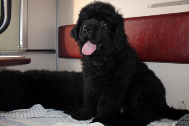 Фото: ньюфаундленд Byella Moss Amadeus (Бэлла Мосс Амадеус)