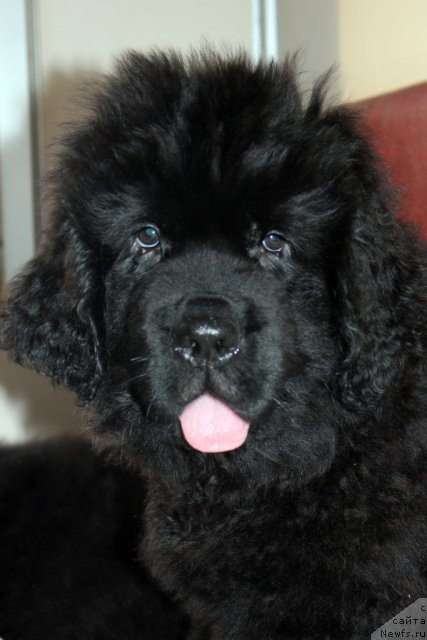 Фото: ньюфаундленд Byella Moss Amadeus (Бэлла Мосс Амадеус)