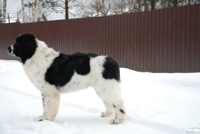 Фотография № 87993