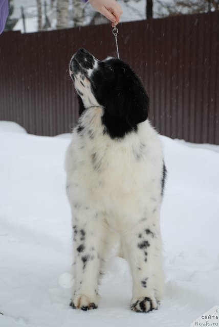 Фотография № 87994