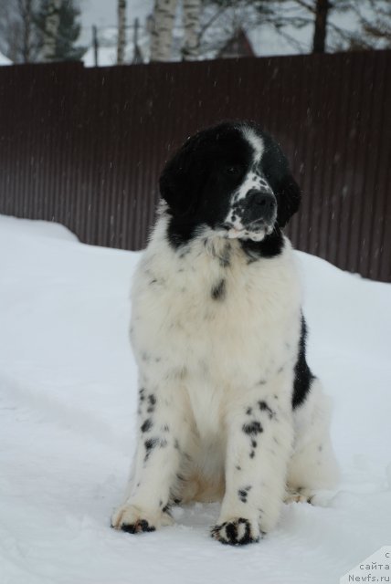 Фотография № 87996