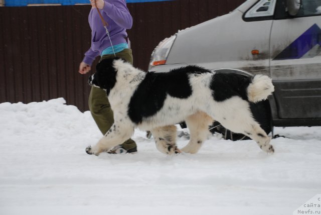 Фотография № 87999