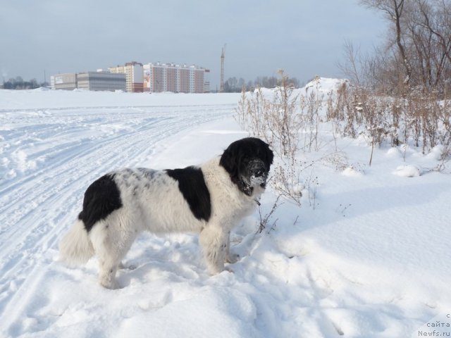 Фотография № 88001