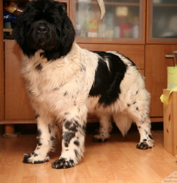 Фото: ньюфаундленд Akvian Song Zero Graviti (Аквиан Сонг Зеро Гравити)