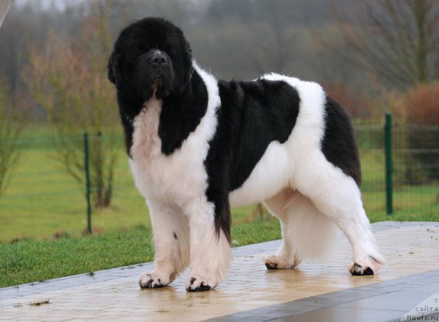 Фотография № 88008