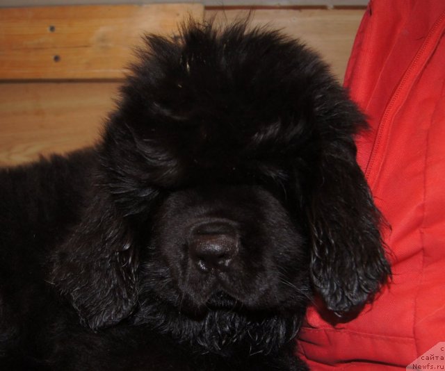 Фотография № 88010